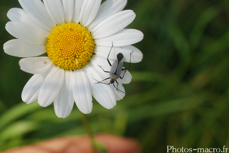 Calocoris nemoralis